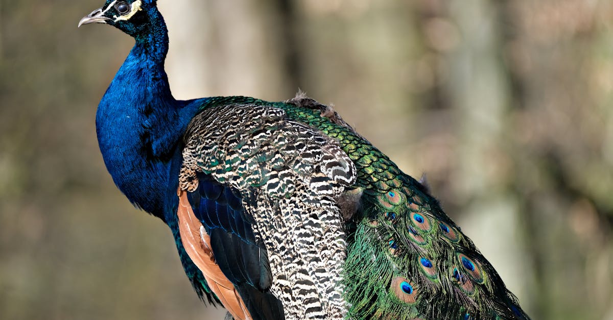 découvrez l'importance et la richesse de la biodiversité, ses enjeux pour notre planète et les actions à entreprendre pour la préserver. explorez la diversité des espèces et des écosystèmes qui composent notre environnement.