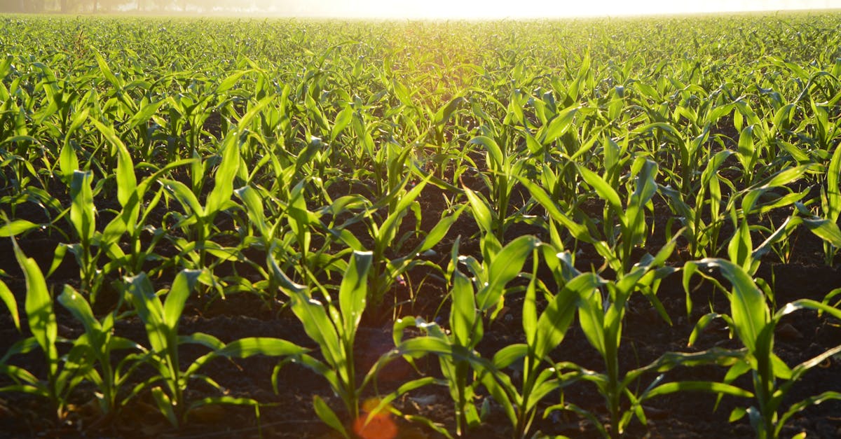 découvrez les stratégies d'organic growth pour stimuler la croissance durable de votre entreprise. apprenez à optimiser vos ressources et à maximiser votre potentiel sans recourir aux dépenses publicitaires excessives.