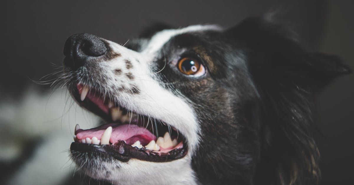 d&eacute;couvrez l'importance du bouche-&agrave;-oreille dans le marketing moderne. apprenez comment les recommandations personnelles influencent les d&eacute;cisions d'achat et comment utiliser cette technique pour promouvoir votre entreprise efficacement.