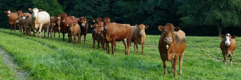 découvrez le rôle, les missions et les avantages d'un comité d'entreprise : organisation, droits des salariés, gestion des activités sociales et culturelles.