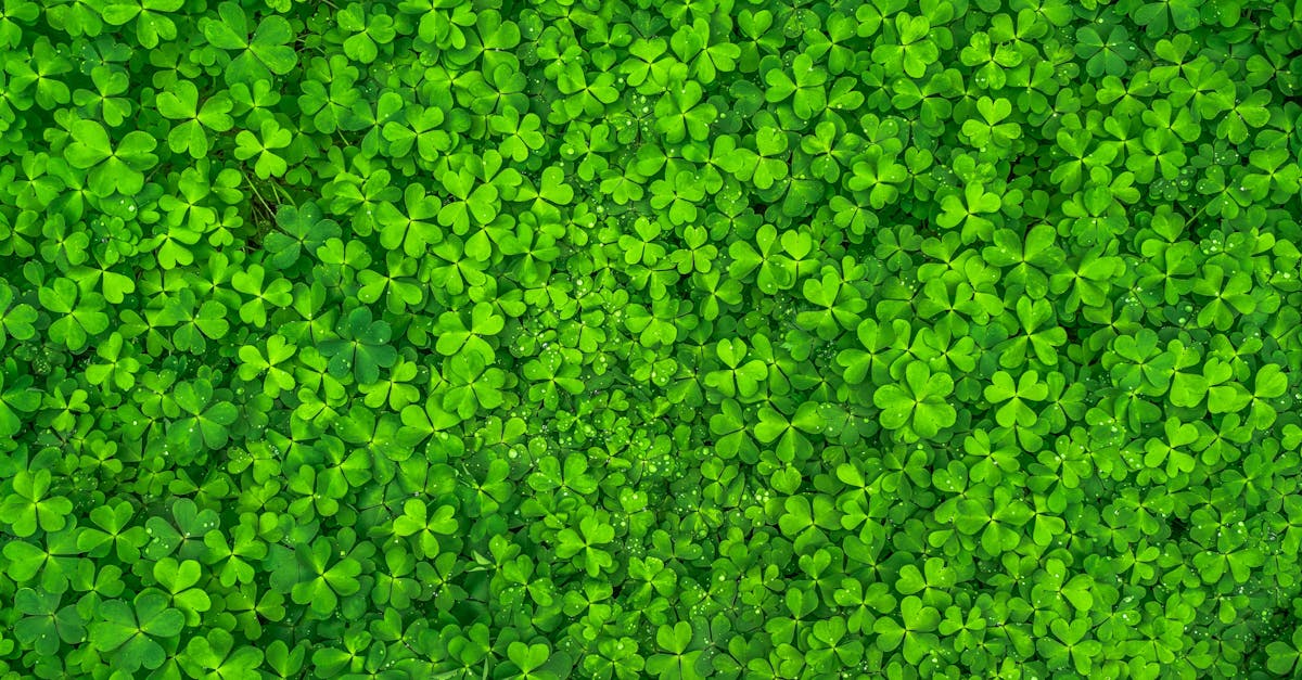 découvrez des stratégies de croissance durable pour assurer la pérennité de votre entreprise tout en respectant l'environnement et en optimisant vos performances économiques.